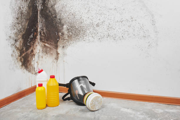 Best Home Mold Removal  in Leisure Village East, NJ