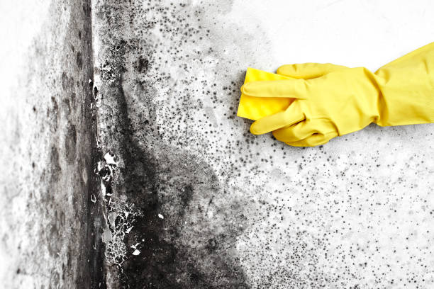 Office Mold Removal Services in Leisure Village East, NJ