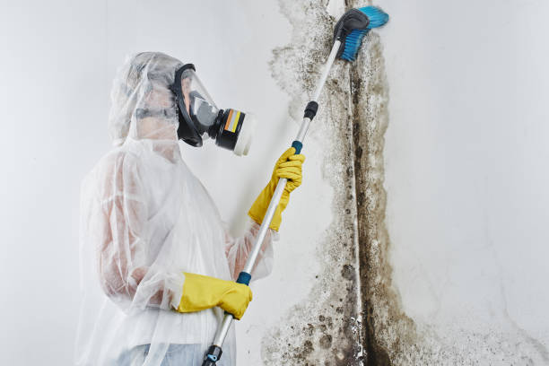 Mold Removal and Inspection in Leisure Village East, NJ