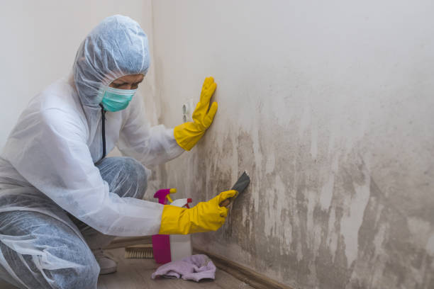 Best Commercial Mold Removal  in Leisure Village East, NJ