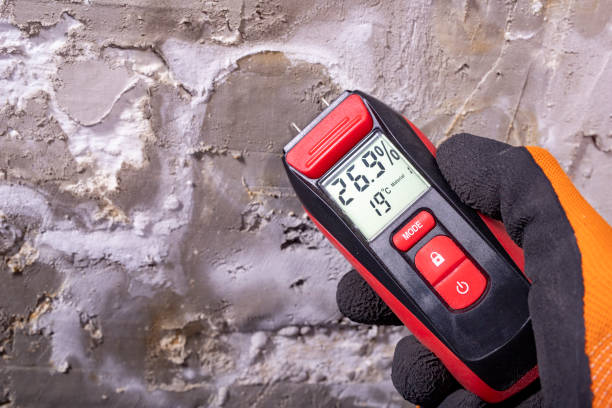 Best Local Mold Removal Service  in Leisure Village East, NJ