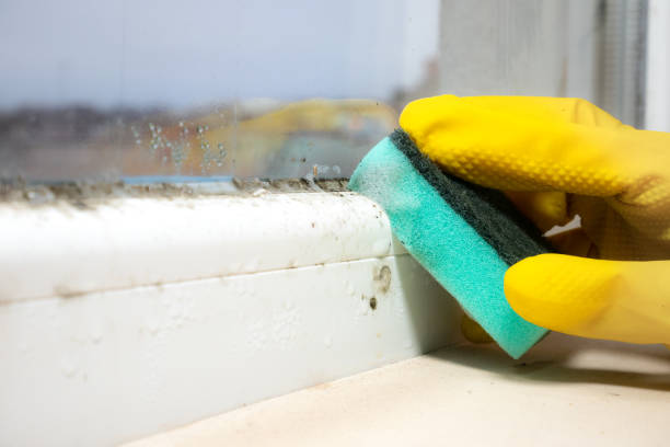 Best Mold Damage Repair  in Leisure Village East, NJ