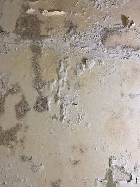 Best Home Mold Removal  in Leisure Village East, NJ