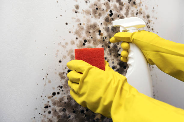 Best Mold Cleaning Services  in Leisure Village East, NJ