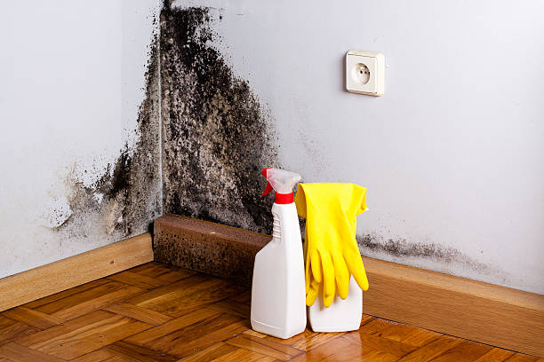 Best Professional Mold Removal  in Leisure Village East, NJ