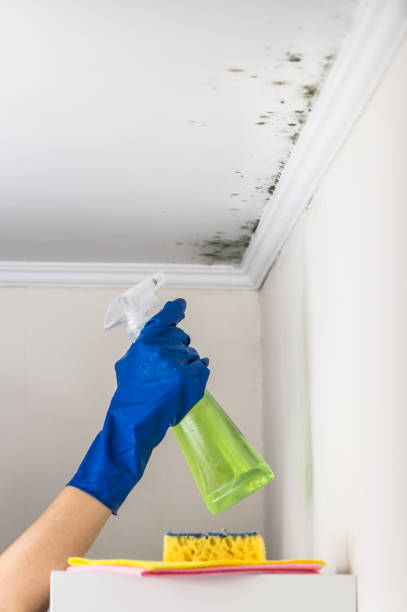Best Same-Day Mold Removal  in Leisure Village East, NJ